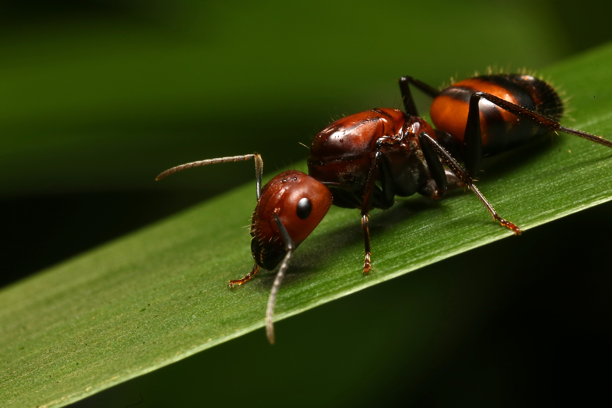 GOCAMPONOTUS – An ant keeping blog